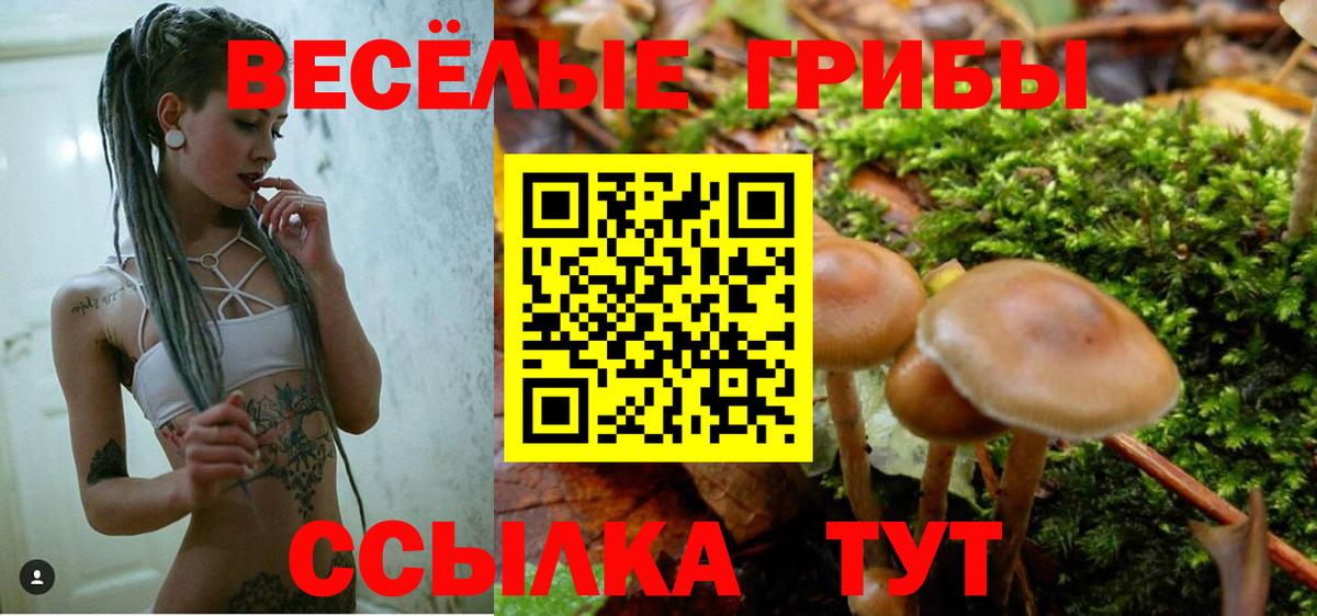 Псилоцибиновые грибы Psilocybe  Вход с VPN  Коммунар 